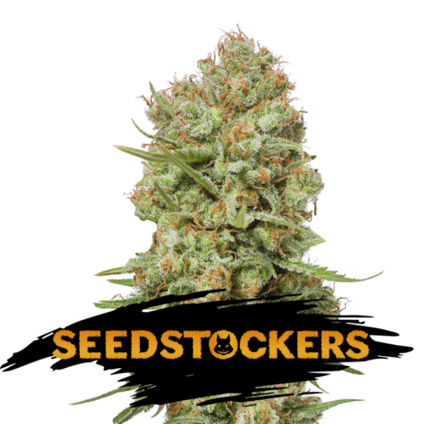 Green-Crack-fem-1-u-Seedstockers-3