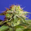 Green-Poison-31-u-fem-Sweet-Seeds-3