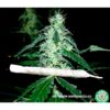 Hash-Heaven-3-u-fem-Soma-Seeds-3