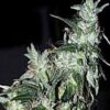 Haze-Special-5-u-fem-KC-Brains-3