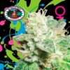 Head-Cheese-10-u-fem-Big-Buddha-Seeds-3