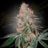 HighCloudZ-10-u-fem-Green-House-3