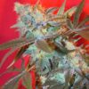 Iced-Widow-4-u-Female-Seeds-Agotada-en-origen-3