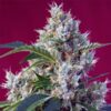 Indigo-Berry-Kush-31-u-fem-Sweet-Seeds-3