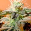 Indoor-Mix-4-u-fem-Female-Seeds-3