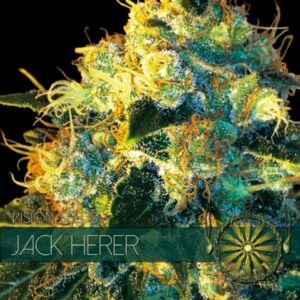 Jack-Herer-3-sem-u-Vision-Seeds-3