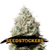 Jack-Herer-fem-1-u-Seedstockers-3