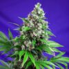 Killer-Kush-Fast-Version-31-u-fem-Sweet-Seeds-3