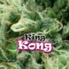 King-Kong-2-u-fem-Dr-Underground-3