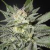 Kings-Kush-CBD-3-u-fem-Green-House-3