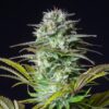 Kosher-Cake-Auto-1-u-fem-FastBuds-Seeds-3