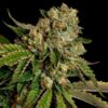 Kosher-Dawg-3-u-fem-DNA-Genetics-3