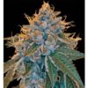 Kosher-Kush-6-u-fem-Reserva-Privada-DNA-Genetics-3