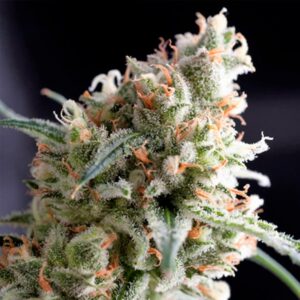 Kukulkan-1-u-Blister-x-12-u-fem-Pyramid-Seeds-3