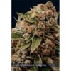 Lambs-Breath-X-Ak-49-3-u-fem-Vision-Seeds-3