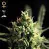 Lemon-Skunk-1-u-fem-Green-House-3