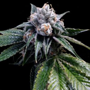 Lemon-Walker-3-u-fem-GYO-DNA-Genetics-3