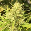 Malawi-x-Panama-1-u-fem-Ace-Seeds-3