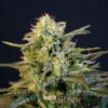 Mamba-Negra-3-u-fem-Blimburn-Seeds-3