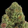 Midnight-3-u-fem-Heavyweight-Seeds-3