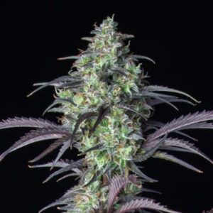 Mimosa-Cake-Auto-1-u-fem-FastBuds-Seeds-3