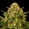 Monkey-Grease-1-u-fem-Kannabia-Seeds-3