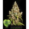 Monster-31-u-fem-Eva-Seeds-3