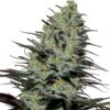 Morpheus-3-u-fem-Buddha-Seeds-2