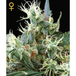 NL-5-x-Haze-Mist-3-u-fem-Green-House-3