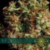 NY-Diesel-3-u-fem-Vision-Seeds-3