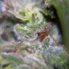 Neville-Haze-4-u-fem-Female-Seeds-3