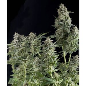 Northern-Lights-1-u-blister-x-12-u-fem-Pyramid-Seeds-3