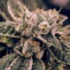 Northern-Lights-1-u-fem-Expert-Seeds-3