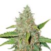 Northern-Lights-fem-1-u-Seedstockers-3