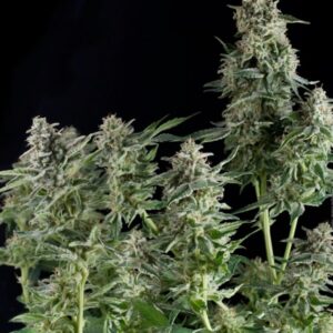 Northern-Ligths-CBD-3-u-fem-Pyramid-Seeds-3