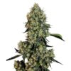 OG-Kush-1-u-fem-White-Label-3