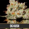 OGs-Kush-3-u-fem-Blimburn-Seeds-3