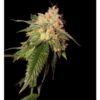 Og-Kush-3-u-fem-Reserva-Privada-DNA-Genetics-3