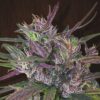 Old-Timers-Haze-5-u-reg-Ace-Seeds-3