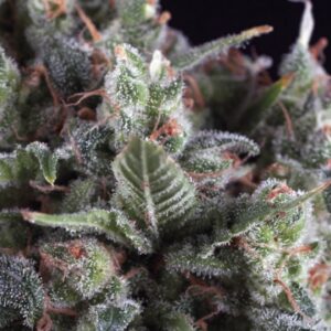 Olympia-1-u-blister-x-12-u-fem-Pyramid-Seeds-3