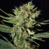 Only-CBD-31-u-fem-Eva-Seeds-3