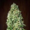 Orient-Express-1-u-fem-Ace-Seeds-3