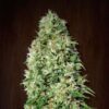 Orient-Express-5-u-fem-Ace-Seeds-2