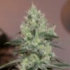 Original-Amnesia-3-ud-Silent-Seeds-3