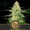 Original-Clon-3-u-fem-Blimburn-Seeds-3