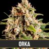 Orka-3-u-fem-Blimburn-Seeds-3