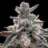 Polar-Gelato-by-Sherbinskis-10-ud-Silent-Seeds-3