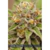 Pure-Gelato-3-u-fem-Vision-Seeds-3