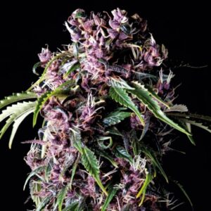 Purple-1-u-blister-x-12-u-fem-Pyramid-Seeds-3