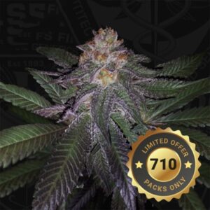 Purple-Banana-Cream-5-u-fem-710-Limited-Pack-TH-Seeds-3